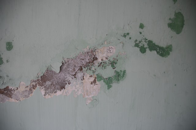 Where to look for mold in your spring cleaning? Find out here!